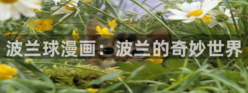 香蕉文化——漫画小说更新：波兰球漫画：波兰的奇妙世界